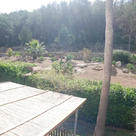 Pinato Cala Llonga (Ibiza)